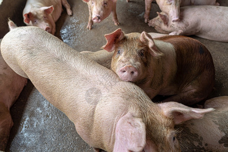 猪养殖场业的幼肉农场谷仓自然高清图片素材