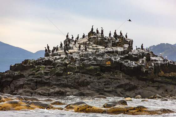美丽海卡姆恰特半岛的焦温热剂碳石矿海岸图片