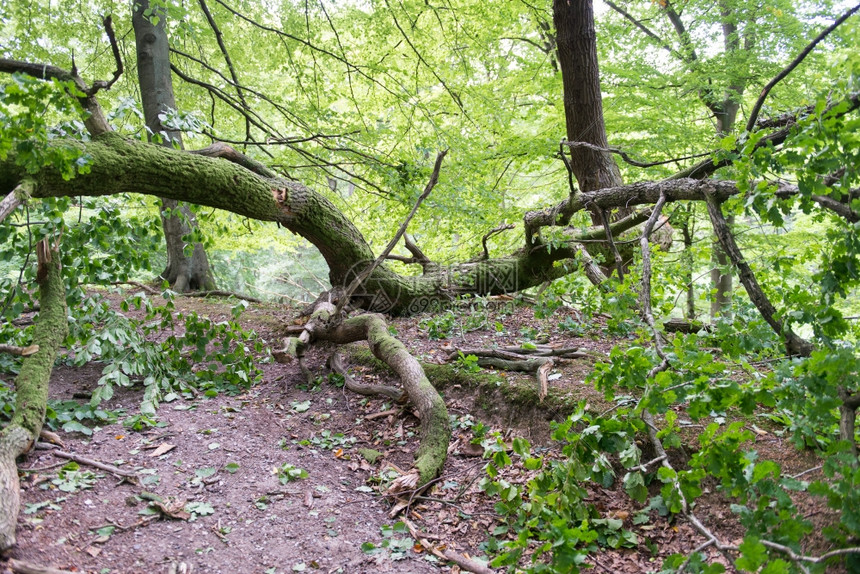 森林暴风雨造成的破坏断裂橡树作为森林风暴的破坏飓木材分支图片