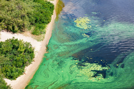 坏的危险表膜青绿藻类覆盖开花水河表面在沿岸水污染线拍摄一部胶片环境问题复制空间河流表面的海岸覆盖着蓝绿藻类和复制空间蓝色绿藻类复图片