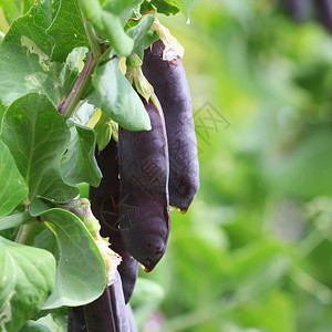 蔬菜健康分支机构紫色雪豆豌种子荚紫色荚中的新鲜豌挂在花园的树枝上自然园艺背景图片
