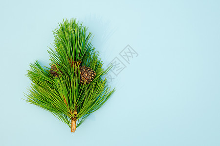 快乐的传统蓝色天然常绿雪松树枝蓝色背景上有锥体图片