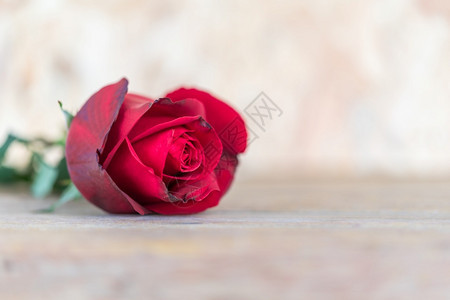木头情人节红玫瑰自然花朵在木地板上花园的美丽朵在华伦人节婚礼或浪漫情爱概念中复制空间在华伦人节红玫瑰花在木地板上明亮的图片