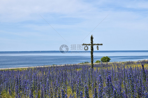 庆典在波罗的海岸一片盛开蓝草田中五月波北欧的奥兰图片