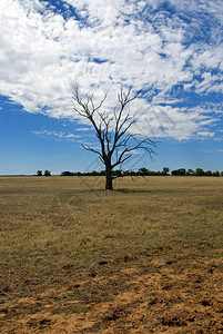 澳大利亚北西维多州干旱农场的一棵枯树上死自然蓝色的场地图片
