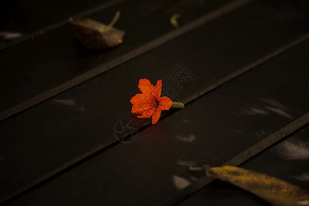 植物花园木地板上的橘橙红花朵新鲜的图片