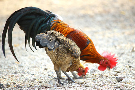 斗争打鸣与鸡和公打斗的乡下家庭鸡自然图片