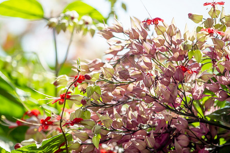 花美丽瓣ClerodendrumspeciosumDombr红紫色图片