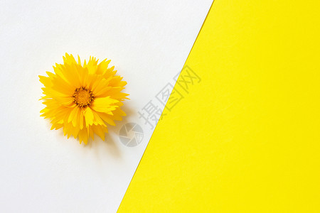 问候白色和黄纸背景上的一朵黄色金鸡菊花最小样式复制空间模板用于刻字文本或您的设计植物群墙纸图片