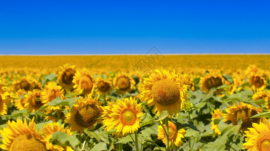 夏天庄稼种子向日葵自然背景有选择的焦点图片
