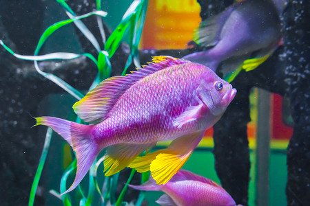 在下面美丽的充满活力粉色紫和黄彩cichlid热带鱼水下海洋生物动肖像异国情调规模图片