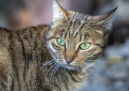 复制花园里绿眼睛的野猫美人肖像甜的迷图片