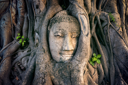 老的古玛哈泰在国Ayutthaya历史公园WatMahath的无花果树上佛头图片