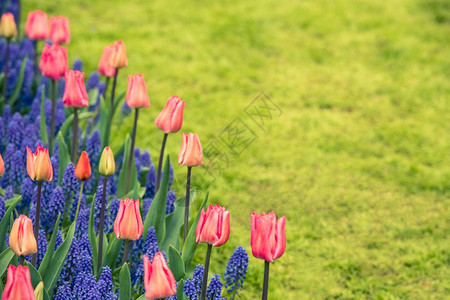 荷兰粉红郁金香和Muscarihyacinth田地花朵文化季节图片