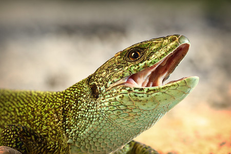 危险的晒太阳细节欧洲绿蜥蜴宏观肖像野兽试图咬拉塞塔LacertaviridisEuropean绿色蜥蜴图片
