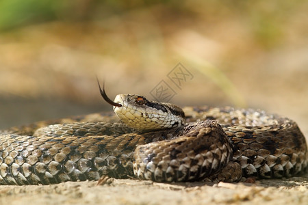 美丽的毒死欧洲蛇草地毒Viperaursiniiirackosiensis可能是最难以捉摸的从欧洲有毒捕食者叉图片