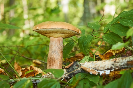 美味自然苔藓在阳光明媚的夏日在森林之角上生长的布利特斯食人鱼图片