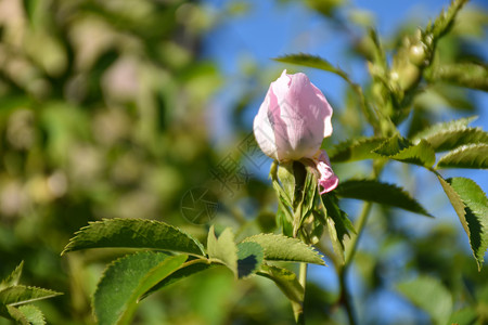 花的植物在树枝上生长的粉红色野芽绿图片