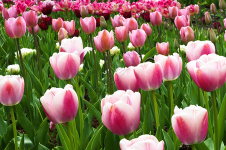 花店栽培的草郁金香花春天园绽放开植物群学园美丽的花朵盛开和春天的喜悦图片