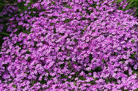 庆典郁金香花春天园绽放开植物群学园美丽的花朵盛开和春天的喜悦夏果园图片