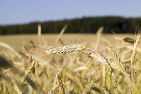 夏季黄小麦这是农业谷物的一片田地几乎成熟可以在夏季收获黄色小麦在夏季收获黄麦场地环境夏令图片