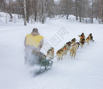 极种族她躲在雪橇后面的里在冬季上跑狗有趣的图片