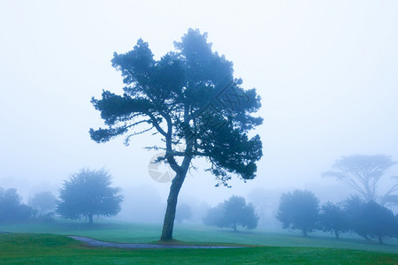 平静的概念照片美国加利福尼亚州旧金山普雷斯迪奥街坊雾图片