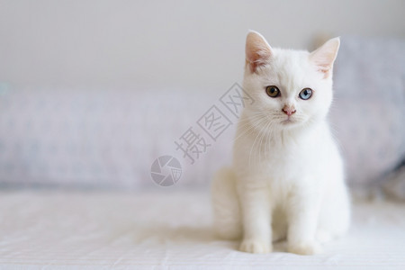 沙发上的白猫图片