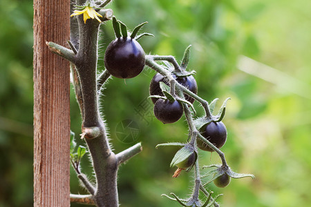 园艺一种花里的树枝上黑番茄靛蓝玫瑰花园里的树枝上黑番茄靛蓝玫瑰植物图片