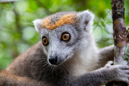 受保护丛林马达加斯雨树上的冠狐猴马达加斯雨林树上的冠狐猴欧勒穆尔图片