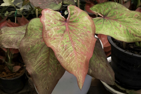有机的美丽双色叶子植物股票照片丰富多彩的贝母图片