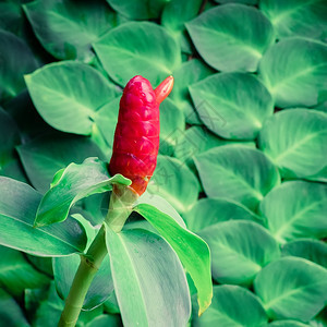 郁葱神秘藤本植物在热带花园中生长的美丽Zingiberzerumbet或ShampooGinger花朵图片