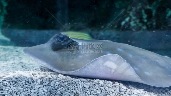 达夏科库里鞭尾蓝色的红斑刺线看上去非常愤怒一个近身海洋生物动肖像图片