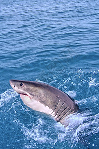 肉食动物主题大白鲨鱼卡查罗东珊瑚礁甘斯巴伊西开普南非洲白色的图片