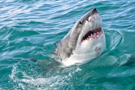 危险的肉食大白鲨鱼卡查罗东珊瑚礁甘斯巴伊西开普南非洲荒野图片