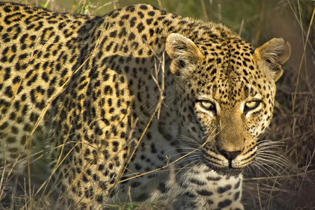 生态系统豹Pantherapardus克鲁格公园南非洲动物学危险的图片