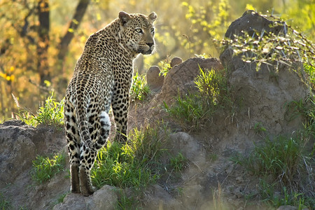 猫科动物学栖息地豹Pantherapardus克鲁格公园南非洲图片