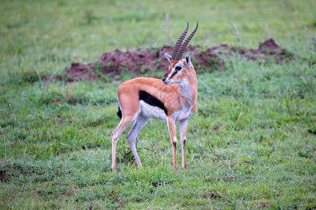 野生动物肯尼亚大草原地景观中的ThomsonrsquosGazelle肯尼亚大草原地景观中的Gazelle喇叭稀树草原图片