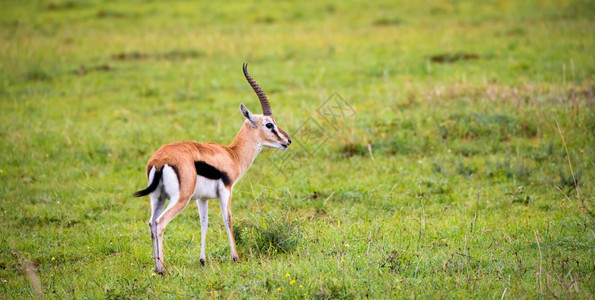 绿色非洲肯尼亚大草原地景观中的ThomsonrsquosGazelle肯尼亚大草原地景观中的Gazelle苹果浏览器图片