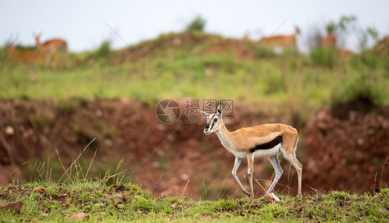 旅行野生动物肯尼亚大草原地景观中的ThomsonrsquosGazelle肯尼亚大草原地景观中的Gazelle棕色的图片