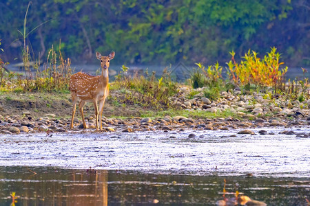 斑点鹿CheetalAxisAxisAxisDeerRoyalBardiaNationalParkBardiyaPark尼泊尔亚图片