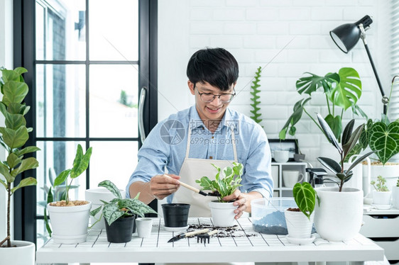 男园丁使用铲子将植物移到一个新的花盆里图片