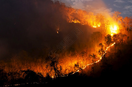 红色的夜晚森林火灾间在泰国北部山上的森林中以红色和橙的焚烧野火树Soft焦点森林火灾野户外图片