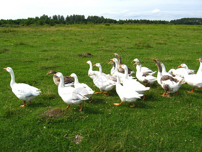 白屋鹅在草地上飞翔股票白色的院子图片