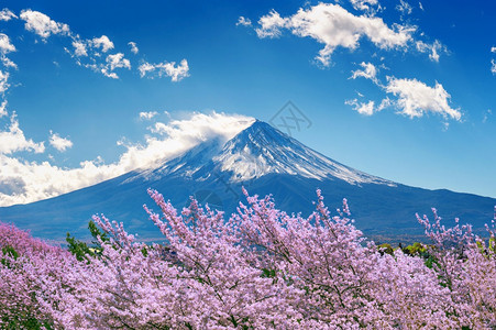 山梨粉色的樱桃日本春天藤山和樱花春图片