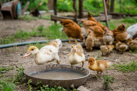 离婚家禽一群小鸭子农家鸡啄食一群鸭子鸡在农家啄食草地国内的图片