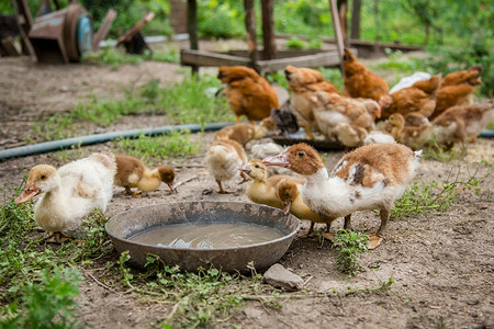 动物离婚家禽一群小鸭子农家鸡啄食一群鸭子鸡在农家啄食青少年新的图片