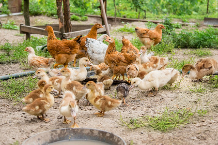 村庄离婚家禽一群小鸭子农家鸡啄食一群鸭子鸡在农家啄食畜步行图片