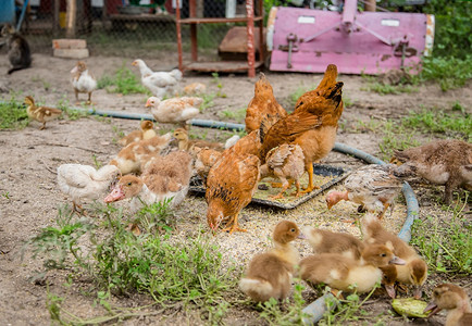 离婚家禽一群小鸭子农家鸡啄食一群鸭子鸡在农家啄食场成人公鸡图片