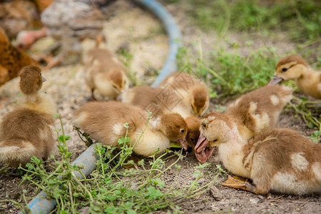 常设离婚家禽一群小鸭子农家鸡啄食一群鸭子鸡在农家啄食母堆场图片